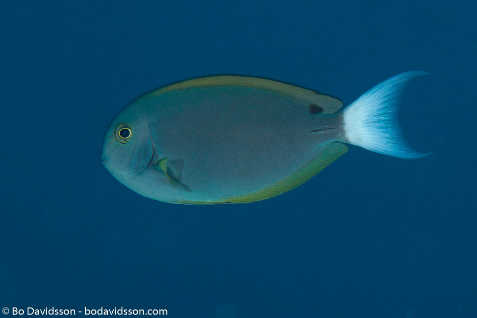 BD-130713-Maldives-0375-Acanthurus-thompsoni-(Fowler.-1923)-[Thompson´s-surgeonfish].jpg